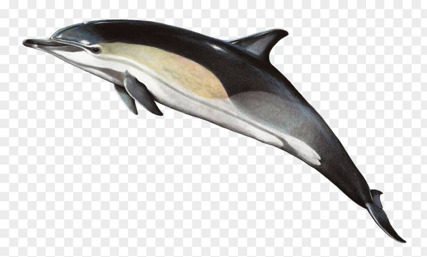 Lg Short-beaked Common Dolphin Bottlenose Striped Rough-toothed PNG