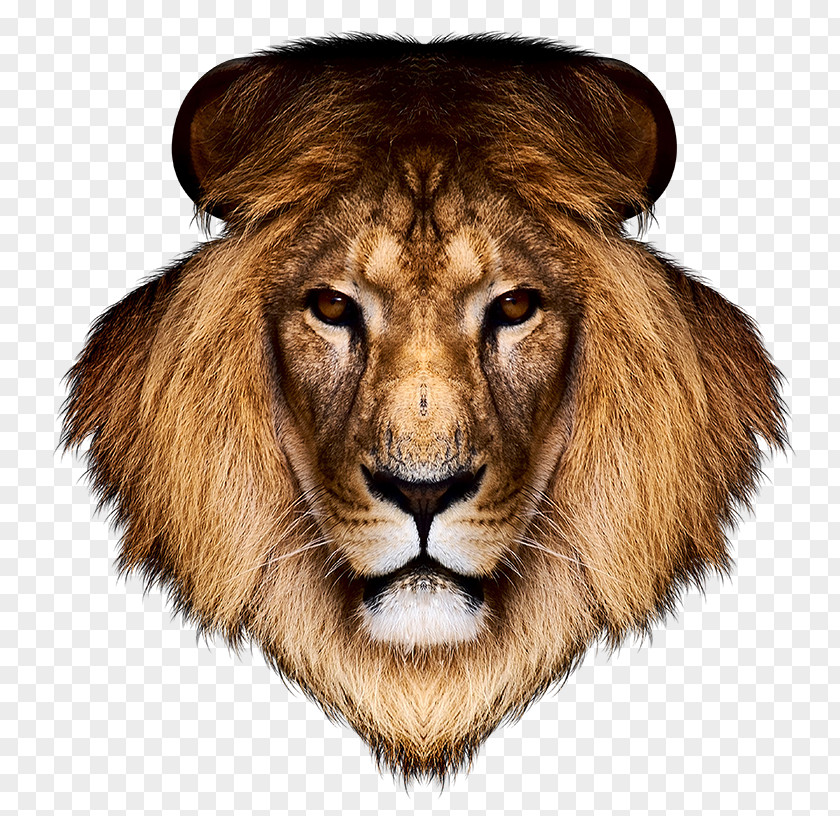 Lion Desktop Wallpaper Tiger PNG