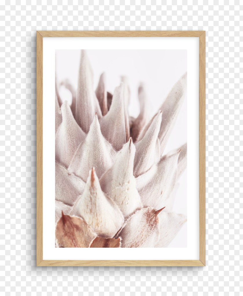 Monstera Frame King Protea Fine Art Petal Flower PNG