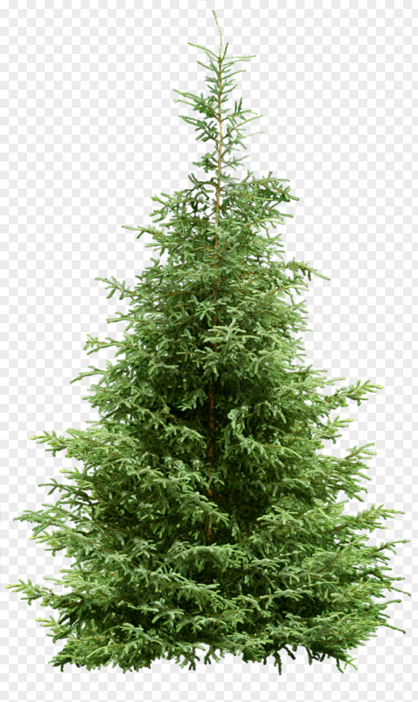 Sandalwood Christmas Tree Pine Noble Fir PNG