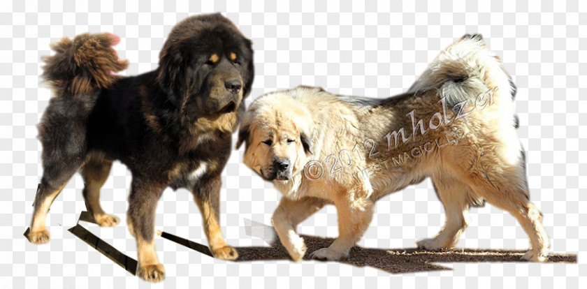 Tibetan Mastiff Giant Dog Breed English PNG