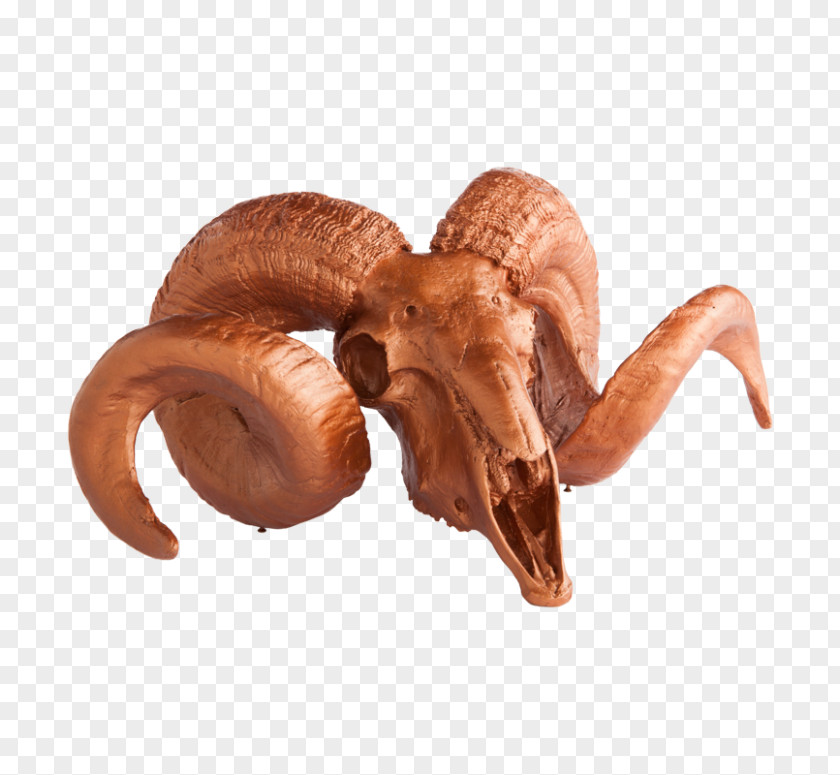 Head Of Ram Horn Antler Skull Deer PNG