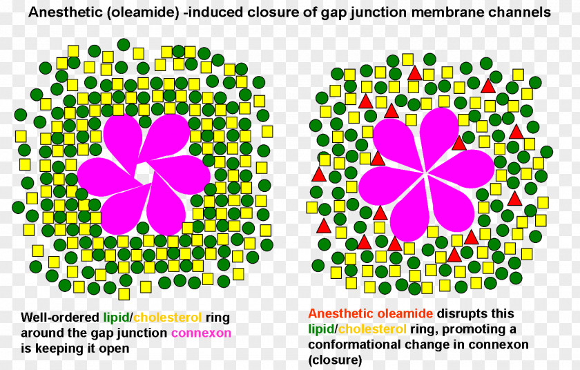 Induced Gap Junction Theories Of General Anaesthetic Action Anesthetic Anesthesia PNG