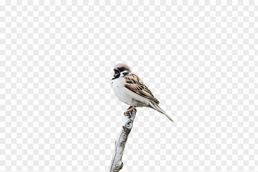 Song Sparrow Wildlife Bird Beak House Emberizidae PNG