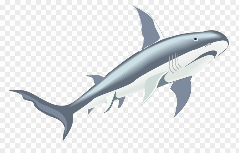 Vector Great Whales Material Tiger Shark Marine Biology Whale PNG