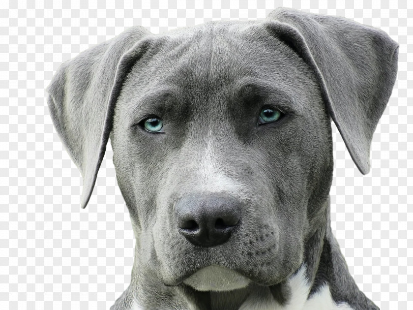 American Pit Bull Terrier Puppy Weimaraner Purebred Dog Veterinarian PNG