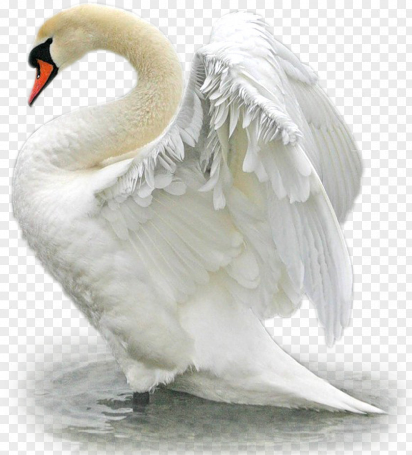 Bird Mute Swan Duck Goose Mallard PNG