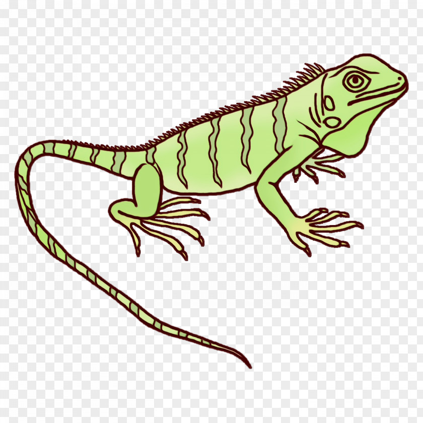 Common Iguanas Amphibians Green Iguana Character PNG