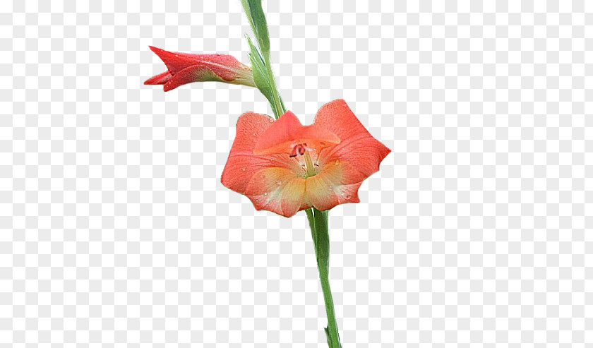 Courage Amaryllis Jersey Lily Cut Flowers Gladiolus Plant Stem PNG