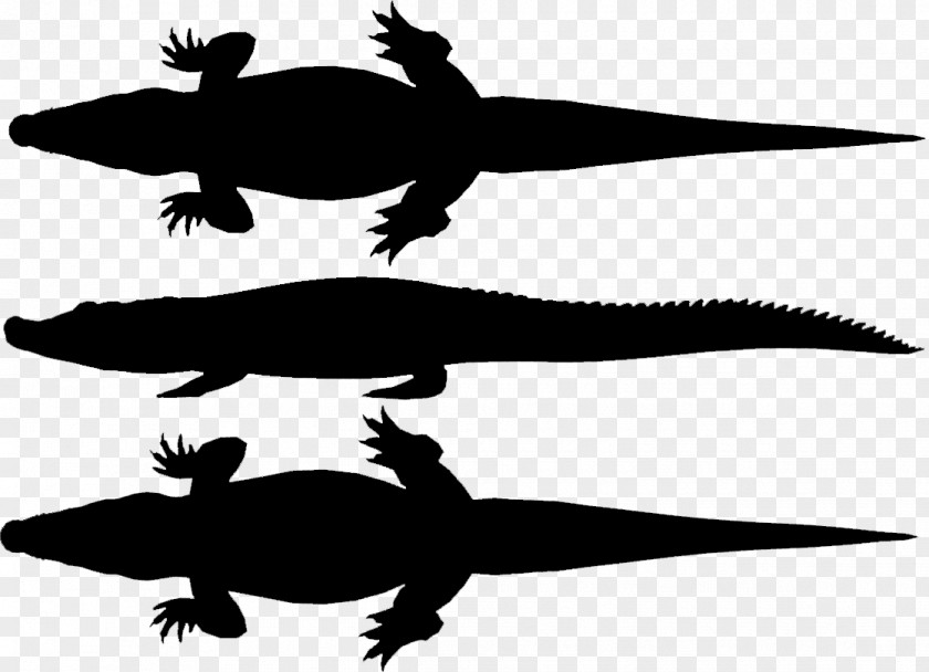 Crocodiles Turtle Amphibians Fauna Clip Art PNG