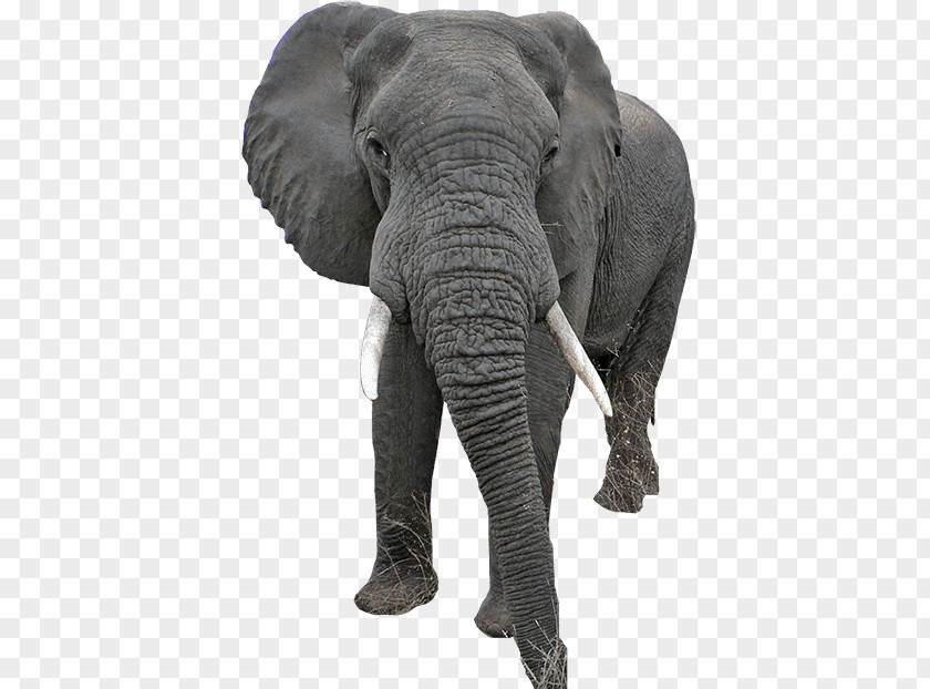 Elefantes Indian Elephant African PhotoScape PNG