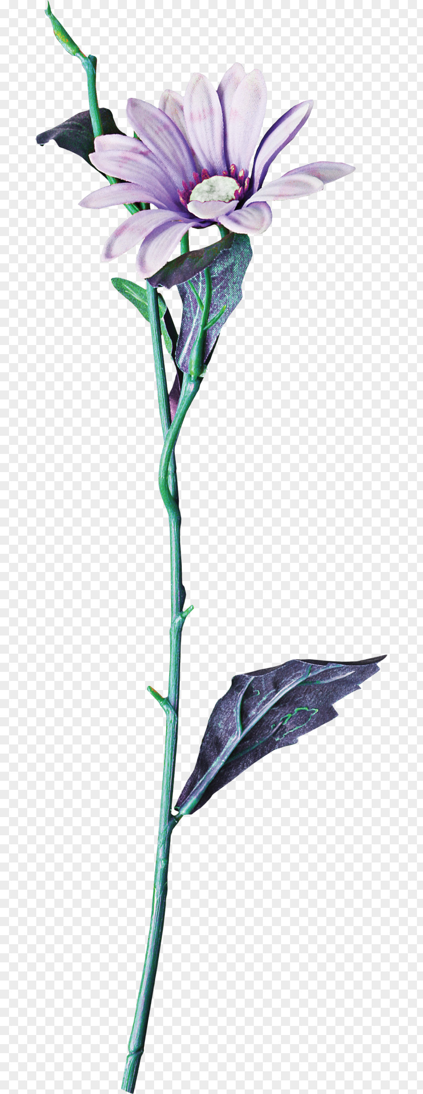 Euclidean Flower Cut Flowers Floral Design Branch Plant Stem PNG