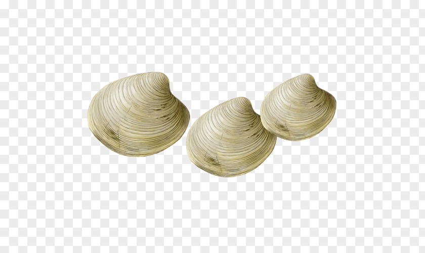 Clam Steamed Clams Seafood Watch Shellfish PNG