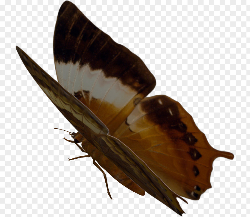 Desert Butterfly Moth PNG