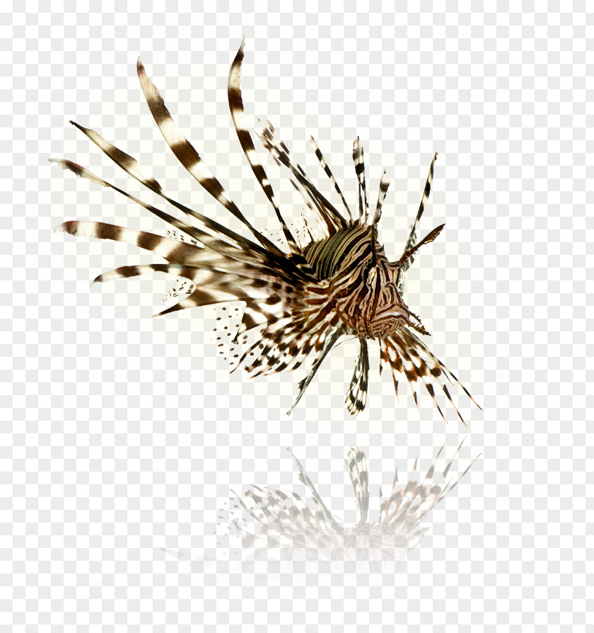 Fish Indo-Pacific Red Lionfish Spotfin PNG