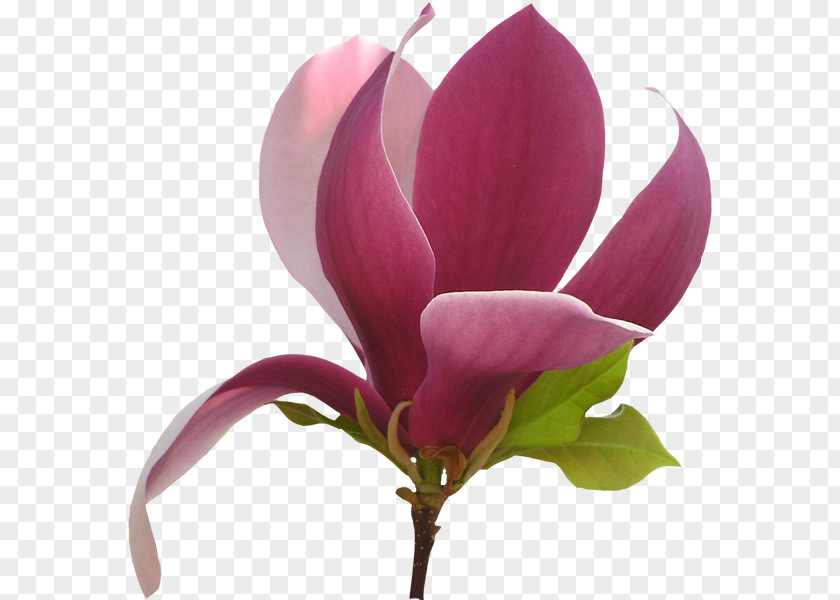 Flower Chinese Magnolia PNG