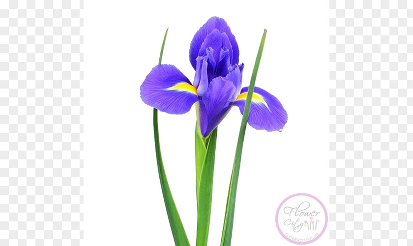 Flower Orris Root Irises Sevastopol Cut Flowers PNG