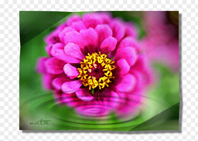 Garden Cosmos Close-up Wildflower PNG