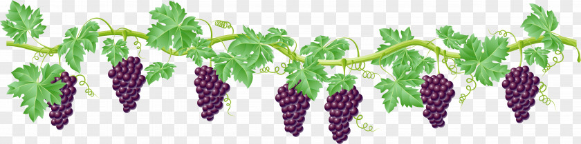 Grapes Vine Grape Clip Art PNG