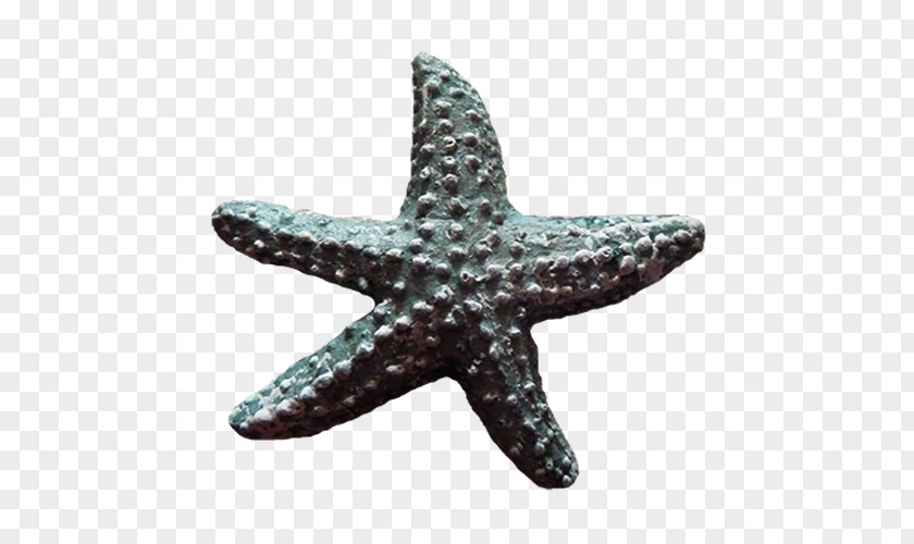 Starfish Download PNG