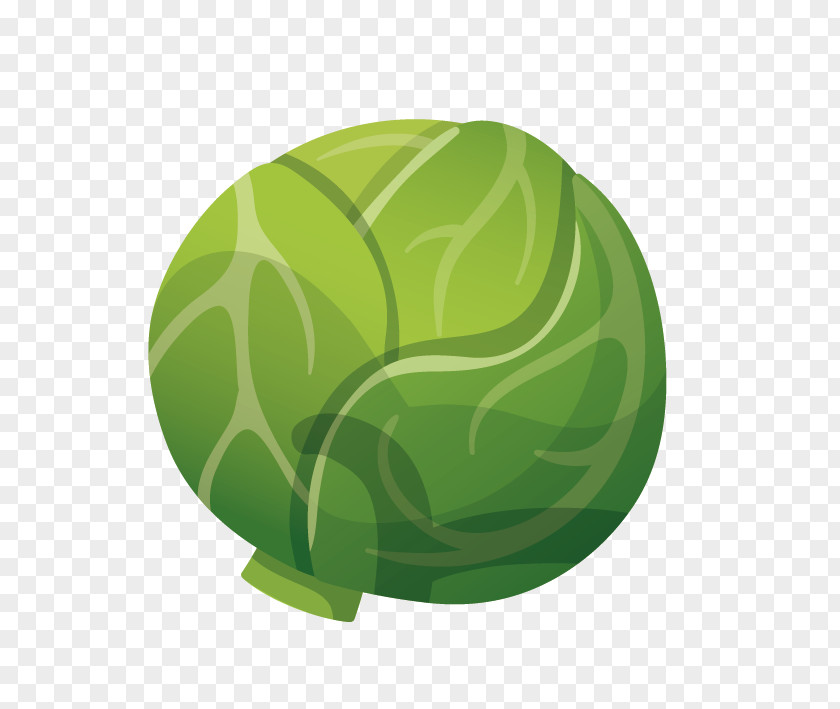 Cabbage Chinese Vegetable PNG