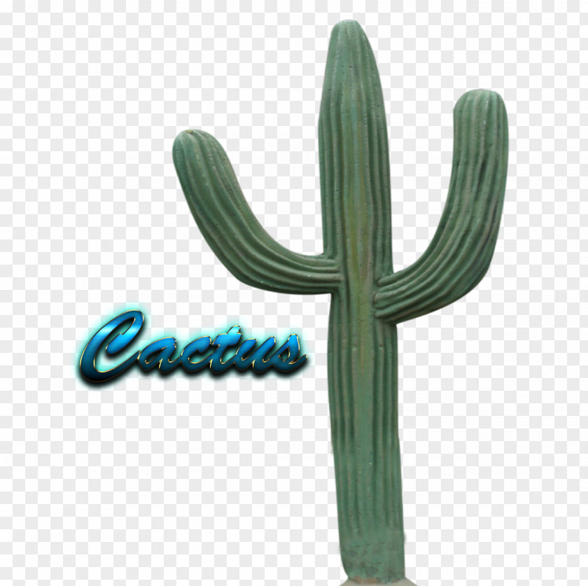 Cactus Image Transparency Name PNG