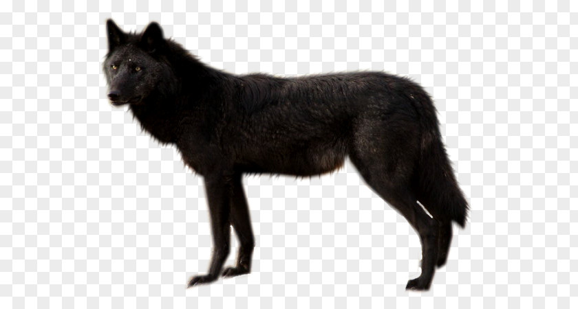 Dog Black Wolf Clip Art PNG