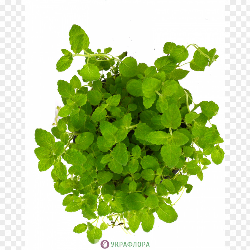 Leaf Herb Annual Plant Shamrock Centella Asiatica PNG