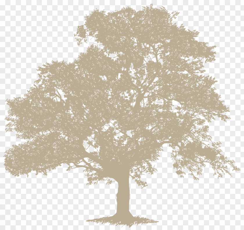Tree Stock Photography Desktop Wallpaper Deciduous English Oak PNG