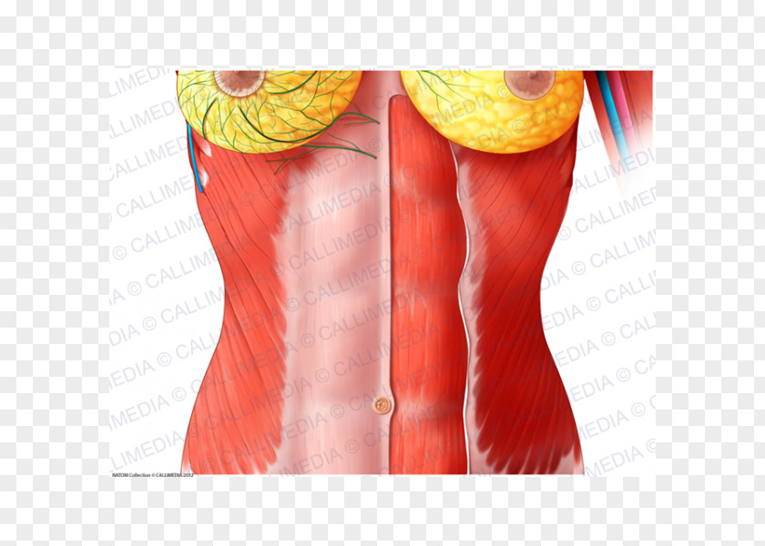 Woman Rectus Abdominis Muscle Abdomen Human Anatomy Thoraco-abdominal Nerves PNG