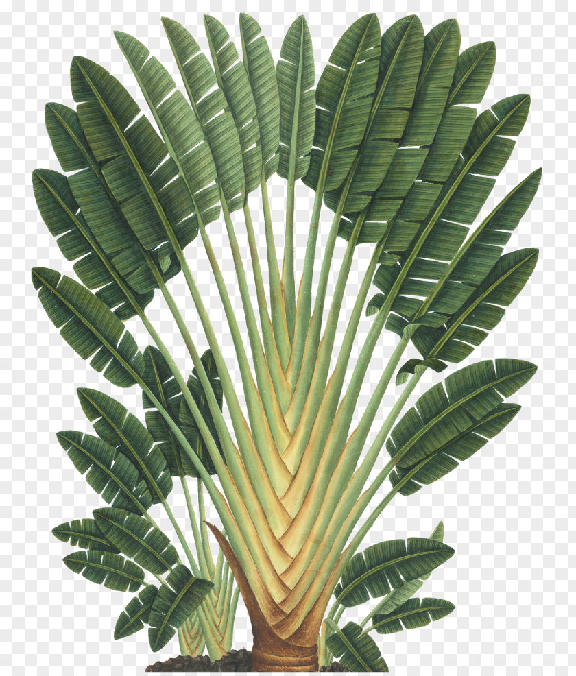 Banana Leaves Art Forms In Nature Ravenala Madagascariensis Botanical Illustration Botany PNG