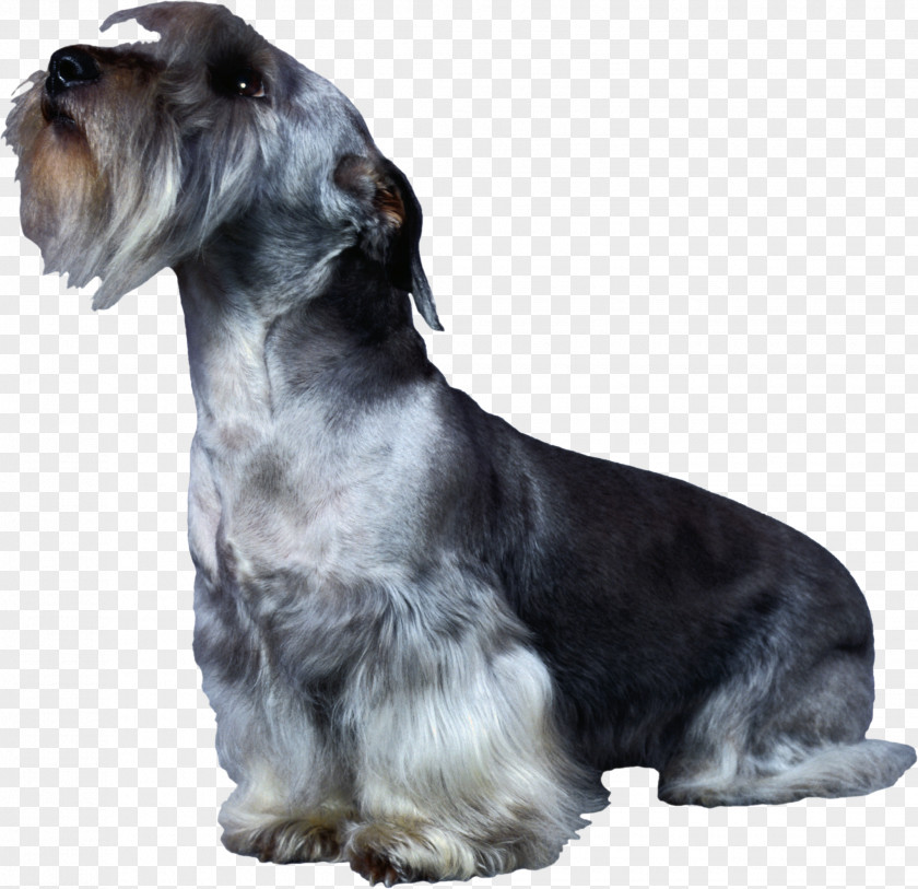 Corgi Miniature Schnauzer Cesky Terrier Standard Rare Breed (dog) Companion Dog PNG