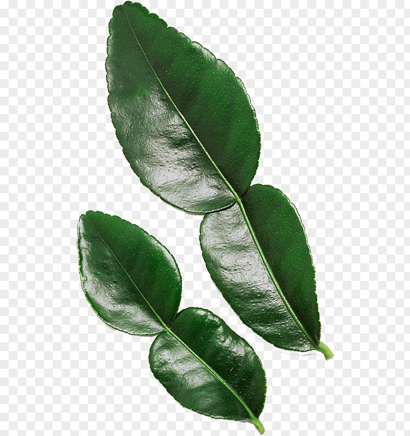 Leaf Kaffir Lime Tropical Asia PNG