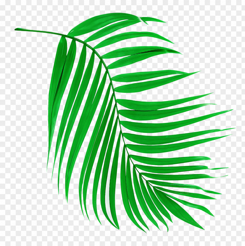 Palm Trees PNG