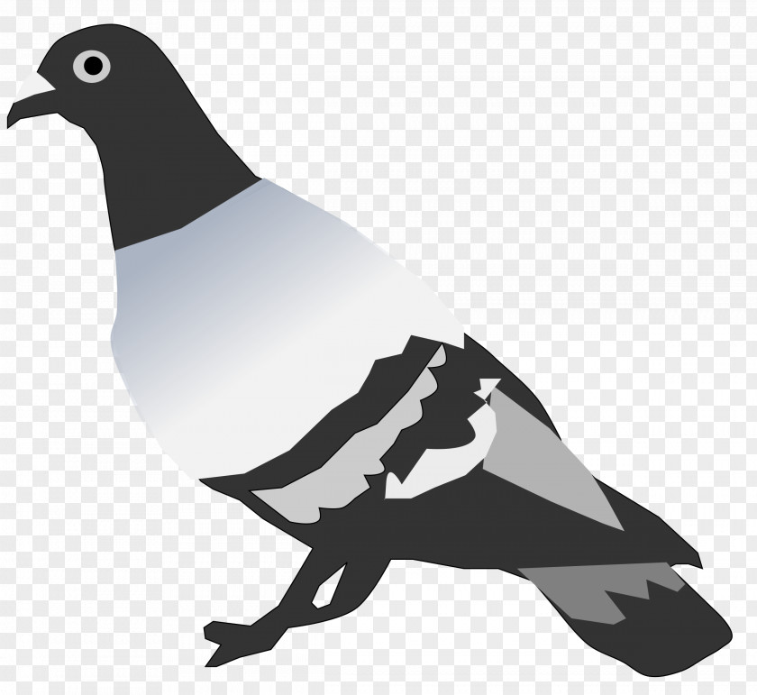 Pigeons Rock Dove And Doves Crandell Pest Control Clip Art PNG