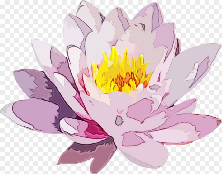 Plant Lotus PNG