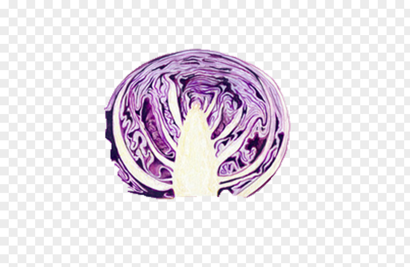Purple Cabbage Red Food Vegetable PNG