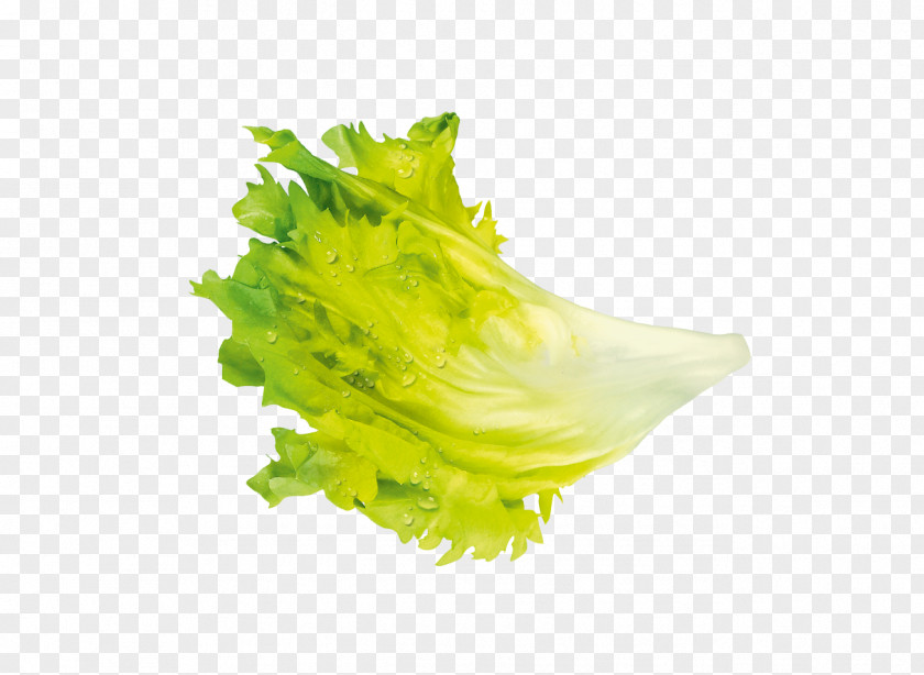 Vegetable Leaf Iceberg Lettuce Salade PNG