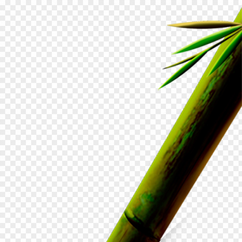 Bamboo Designer Computer File PNG
