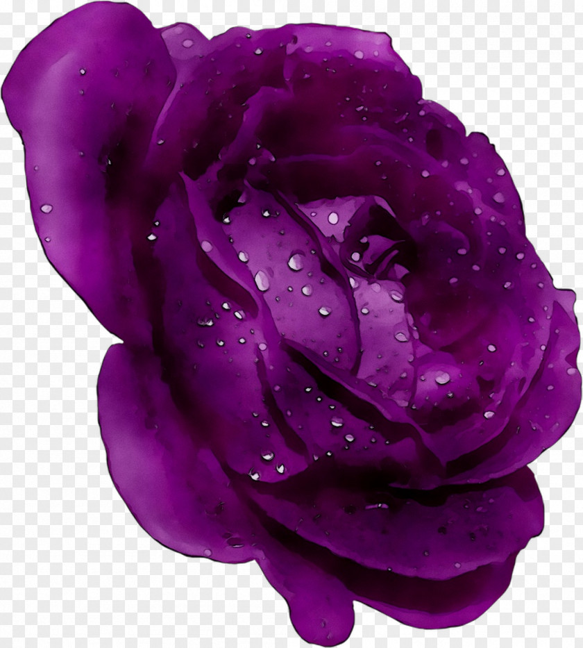 Garden Roses Cabbage Rose PNG