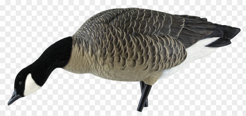 Goose Canada Decoy Anseriformes PNG