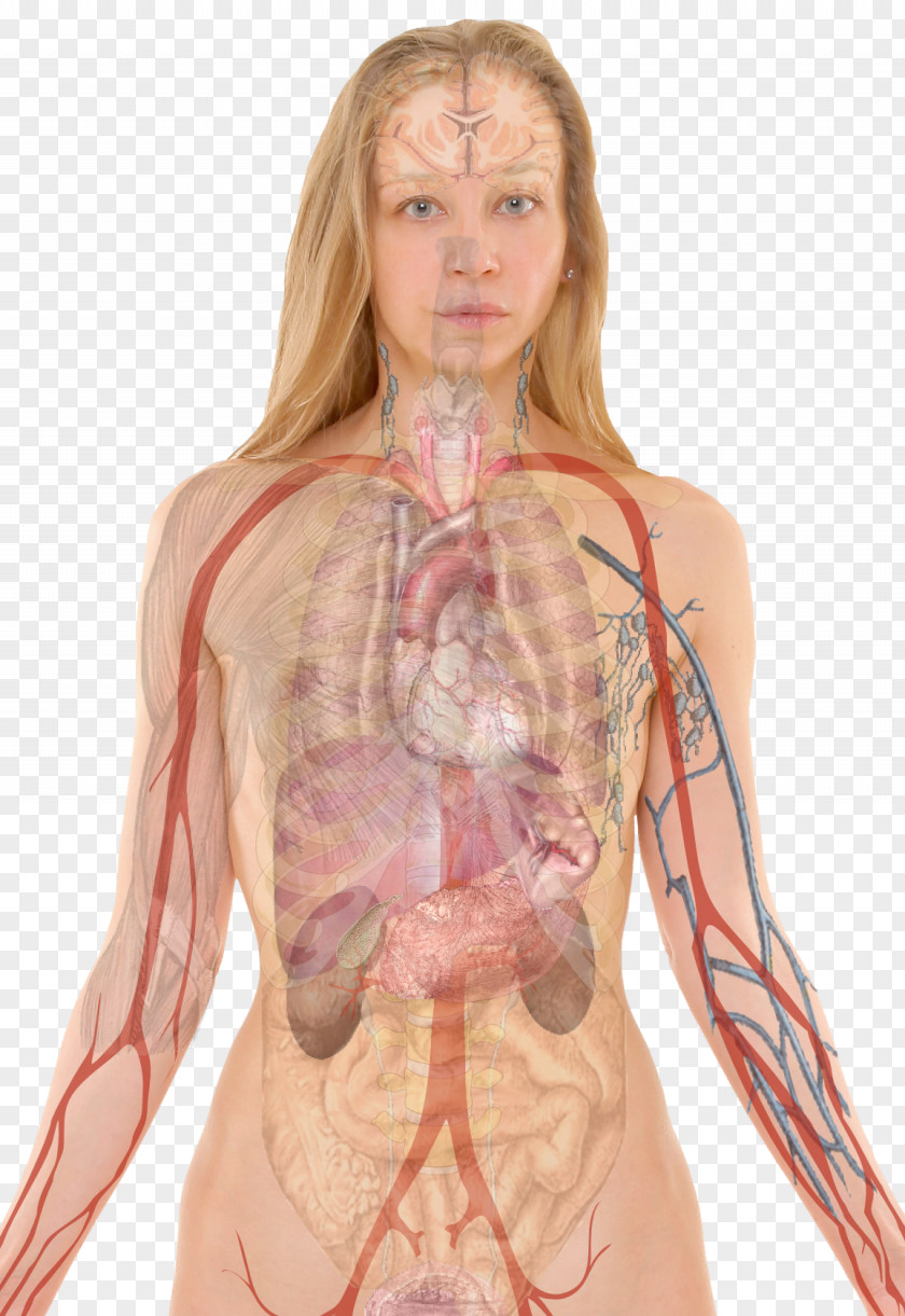Human Body Anatomy Blood Liver Health PNG