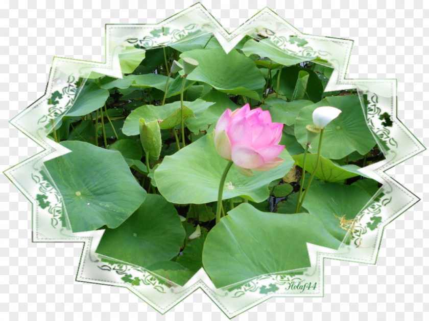 Leaf Petal Artificial Flower Annual Plant PNG