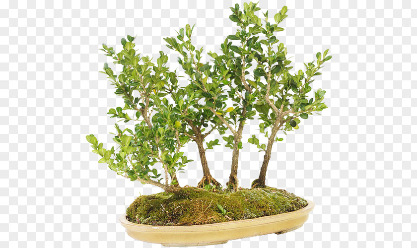 Tree Sageretia Theezans The Complete Book Of Bonsai Flowerpot PNG
