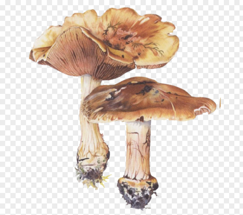 Champignon Edible Mushroom Fungus PNG