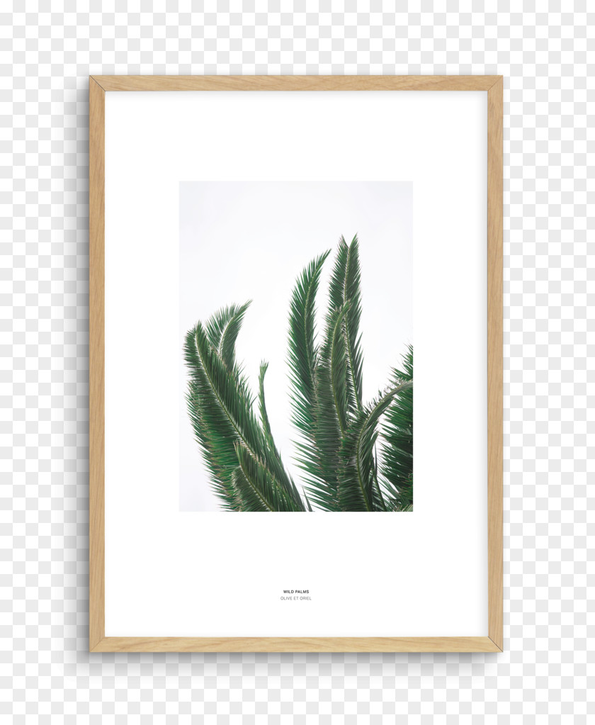 Design Picture Frames Fine-art Photography PNG