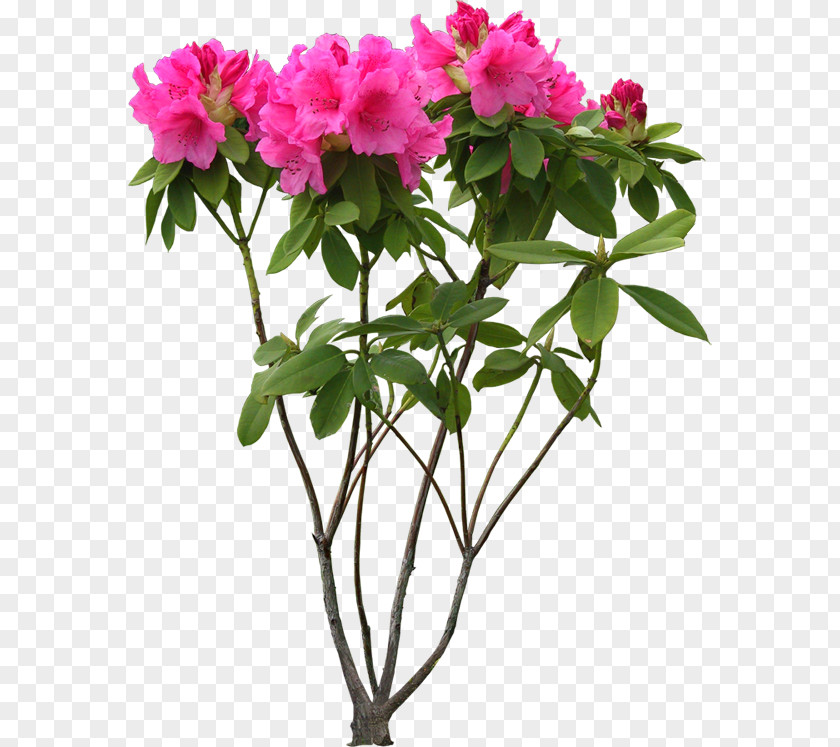 Flower Cut Flowers Plant Flowerpot PNG