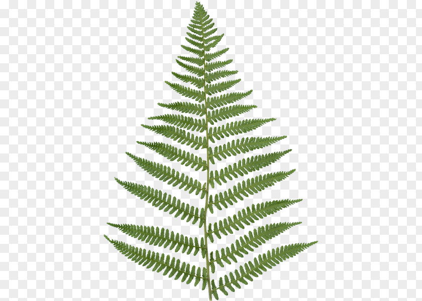 Leaf Fern Vascular Plant Texture Mapping PNG