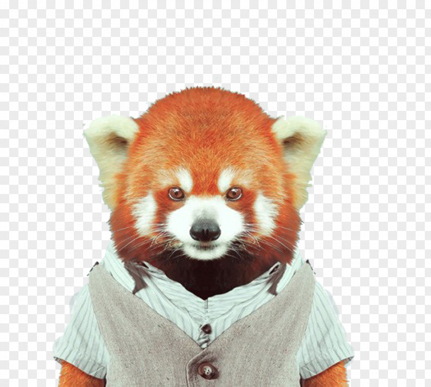 Animals Raccoons Red Panda Giant Zoo Portraits Bear Clothing PNG