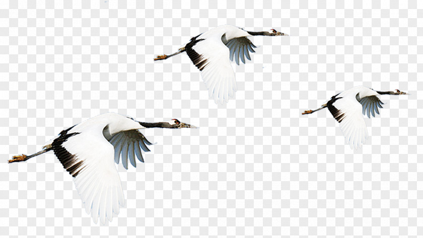 Flying Crane Line Red-crowned Bird Flight PNG